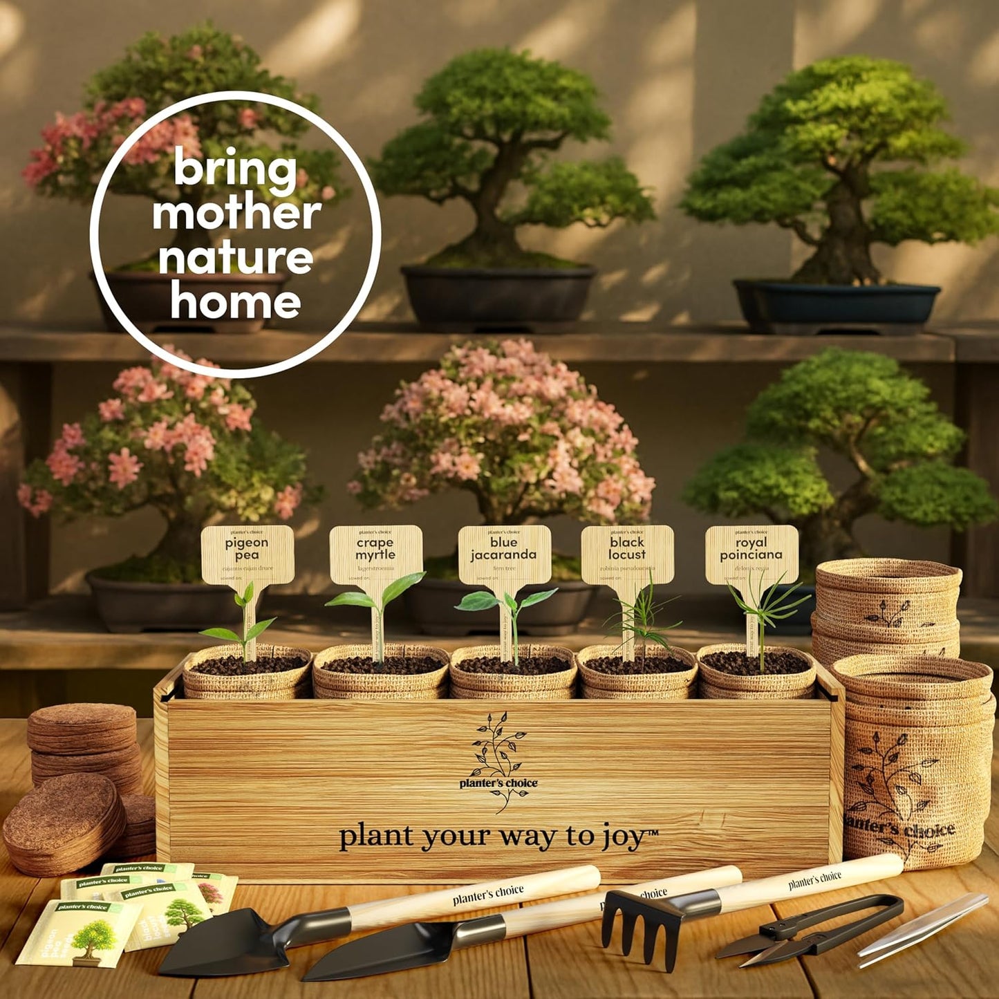 Planter's Choice Bonsai Tree Starter Kit - Unique Gifts for Women, Men - Christmas Gifts for Adults - Indoor Live House Plants - DIY Crafts for Adults Craft Kits - Hobby Gift for Gardening Lovers